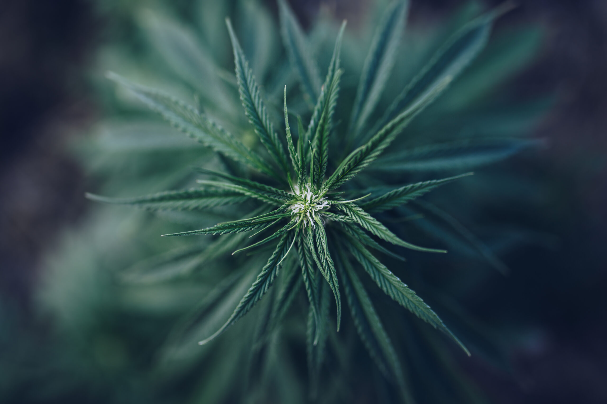 flower marijuana medical cannabis plantation | Hill Family Cannabis Cannabis Plant