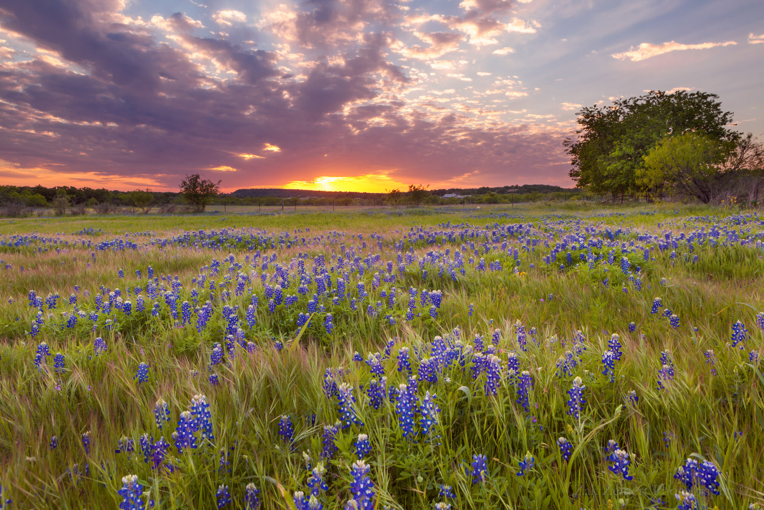 Bluebonnets blossom under the painted Texas sky in Marble Falls, | Hill Family Cannabis Texas Landscape