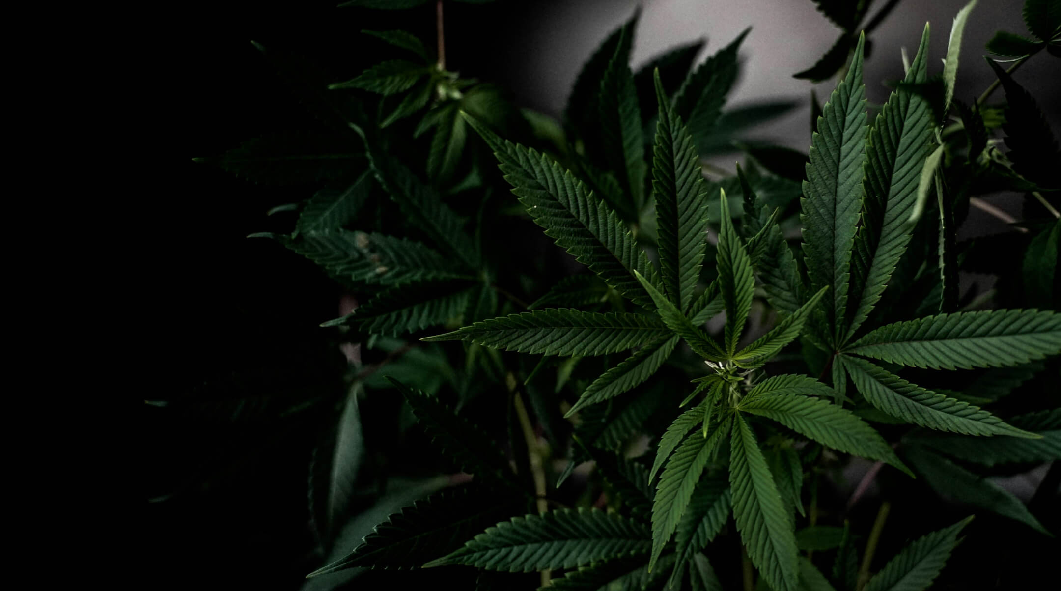 Banner Image (1) | Hill Family Cannabis