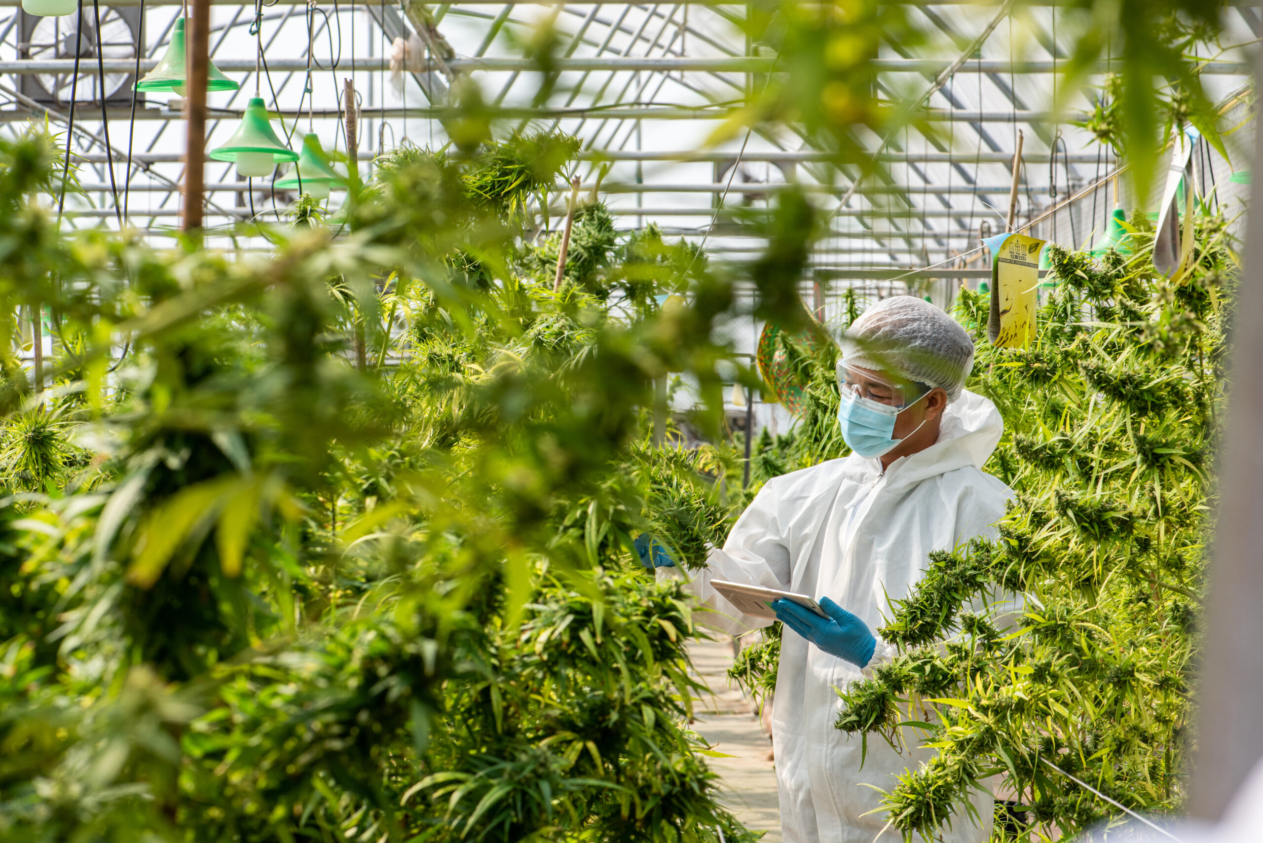 Portrait of scientist with mask glasses and gloves Checking analysing and results with Tablet to patient medical marijuana cannabis flowers in a greenhouse | Hill Family Cannabis Dispensary Texas